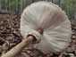 Nagy őzlábgomba (Macrolepiota procera), Budai-hegység